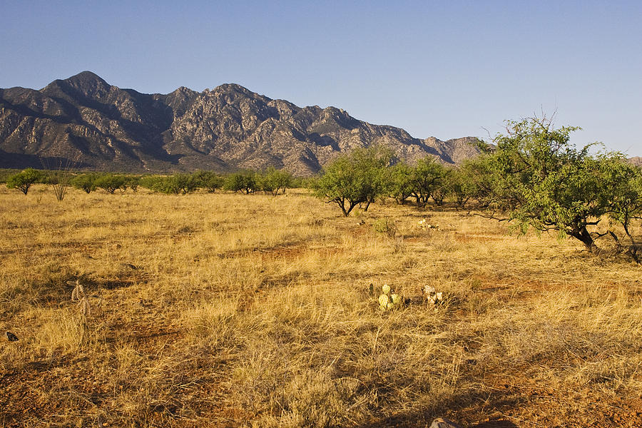 Desert At The Mouth Of Madera Canyon Photograph by James Zipp