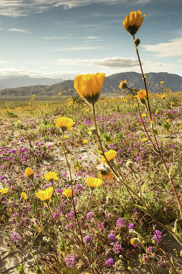 Desert Bloom 1 Photograph by Ryan Weddle