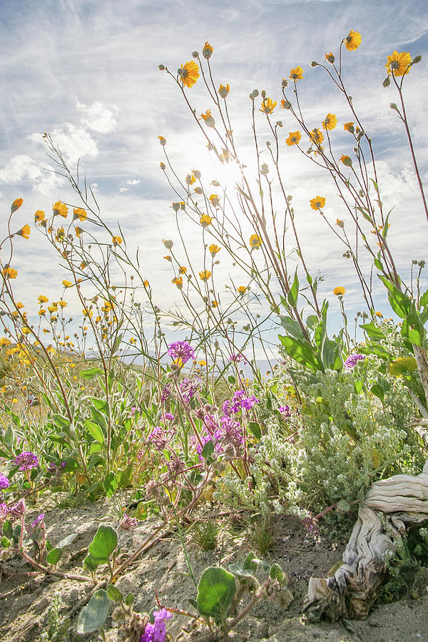 Desert Bloom 3 Photograph by Ryan Weddle