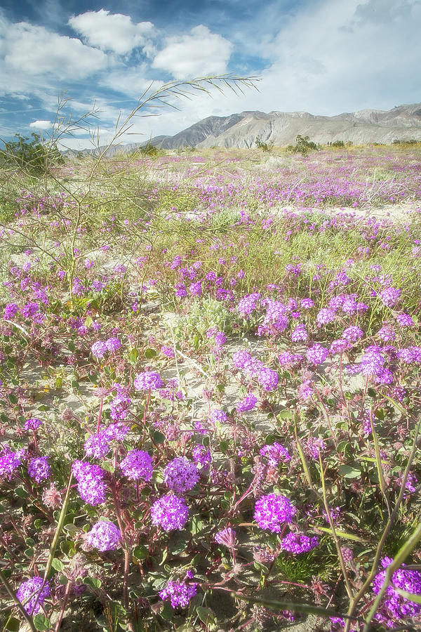 Desert Bloom 4 Photograph by Ryan Weddle