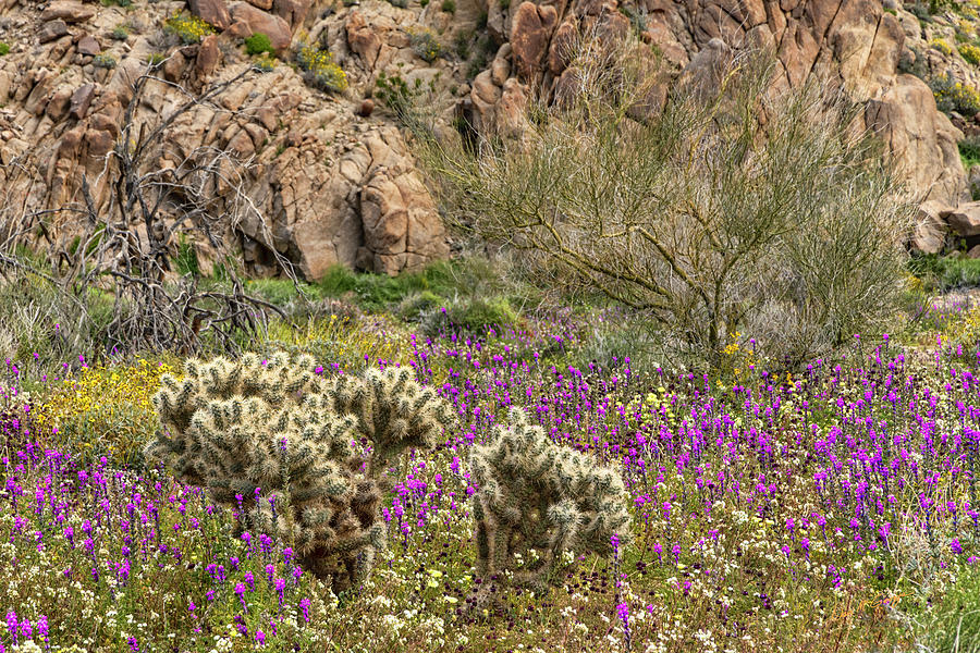 Desert Bloom Photograph by Dan McGeorge