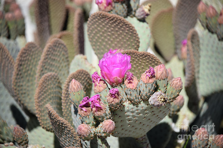 Desert Bloom Photograph by Lisa Argyropoulos