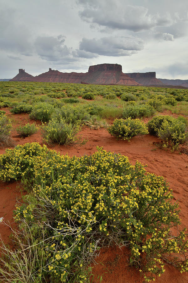 Desert Blooms along Scenic Byway 128 Photograph by Ray Mathis