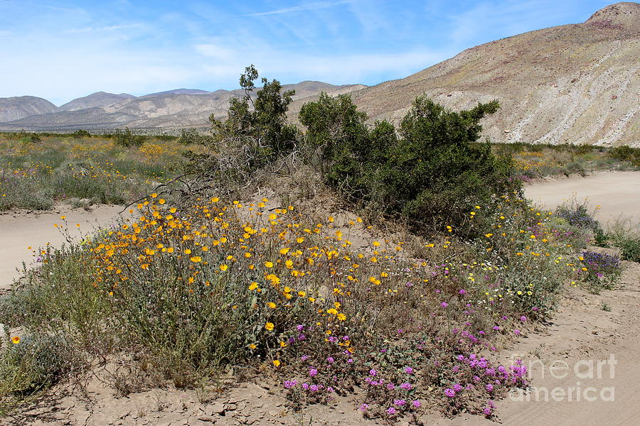 Desert Blooms Photograph by Katherine Erickson
