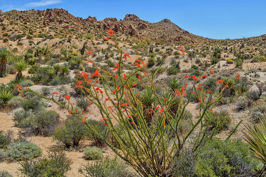Desert Blooms Photograph by Marisa Geraghty Photography