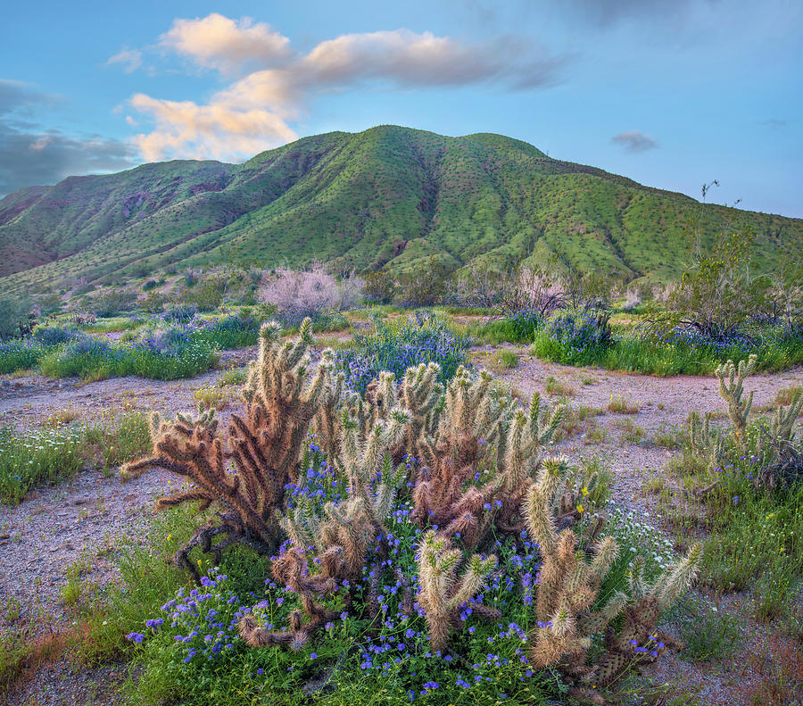 Desert Bluebell And Teddy Bear Cholla In Spring, Anza-borrego Desert State Park, California Photograph by Tim Fitzharris