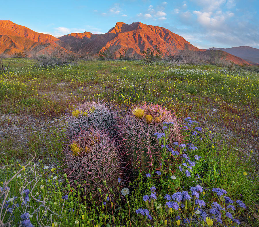 Desert Bluebell In Spring With Barrel Cacti, Anza-borrego Desert State Park, California Photograph by Tim Fitzharris