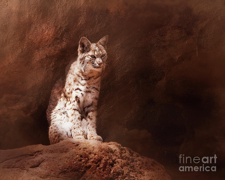 Desert Bobcat by Scott Kemper Desert Bobcat by Scott Kemper