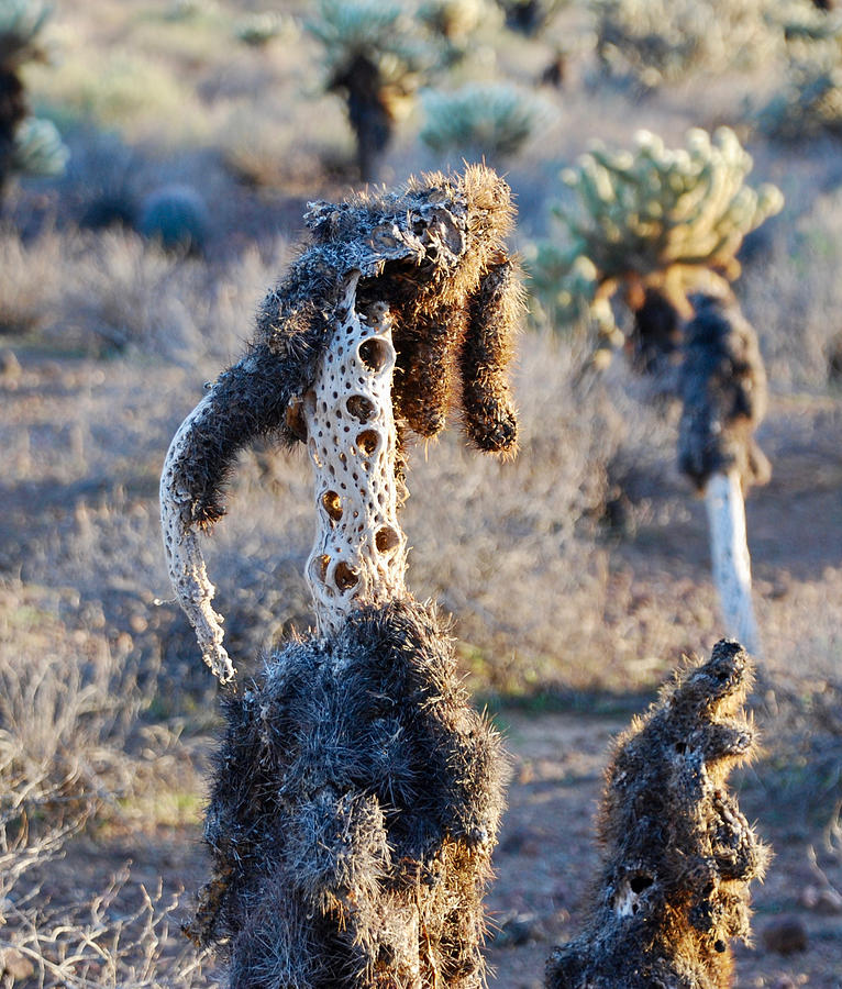 Desert Bones Photograph by Sonja Jones