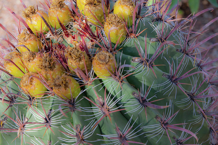 Desert Botanical Garden Phoenix Arizona Barrel Cactus Photograph by Catherine Walters