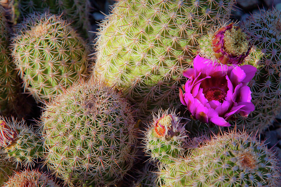 Desert Botanical Garden Phoenix Arizona Photograph by Catherine Walters