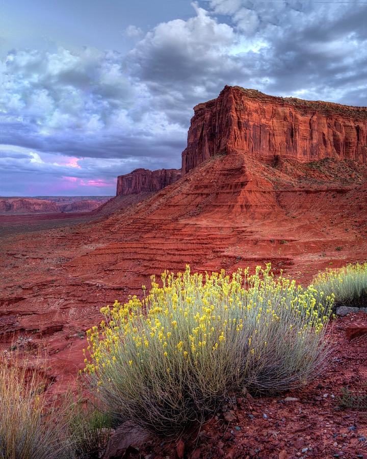Desert Bouquets On A Stormy Eve Photograph by Harriet Feagin