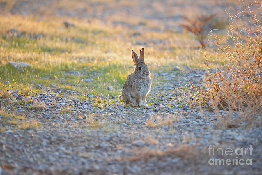 Desert Bunny Photograph by Denise Bruchman