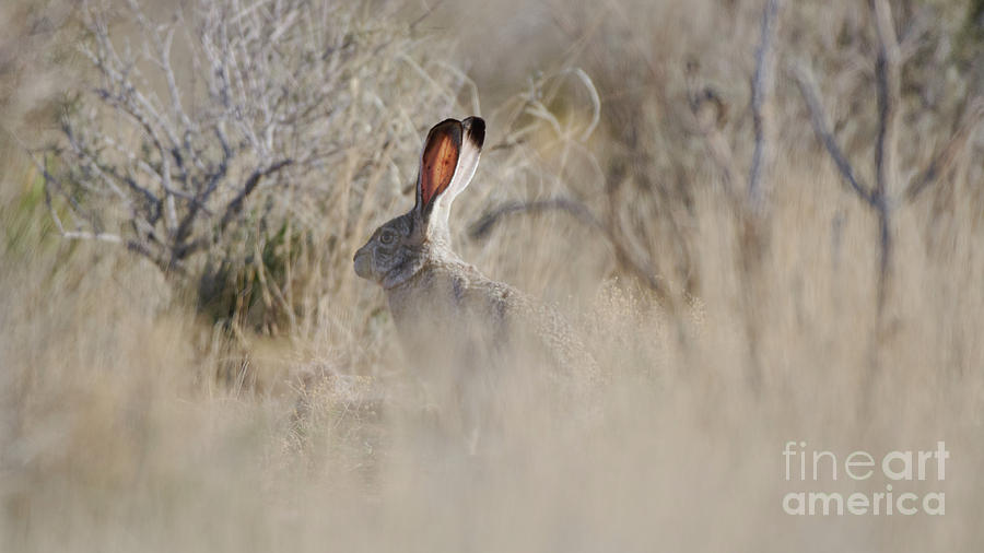 Desert Bunny Photograph by Robert WK Clark