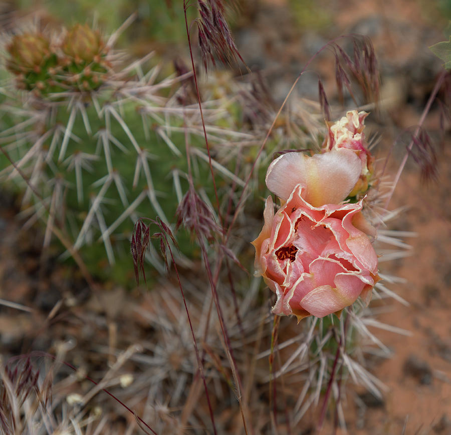 Desert Cactus Blossom Photograph by Lisa Malecki