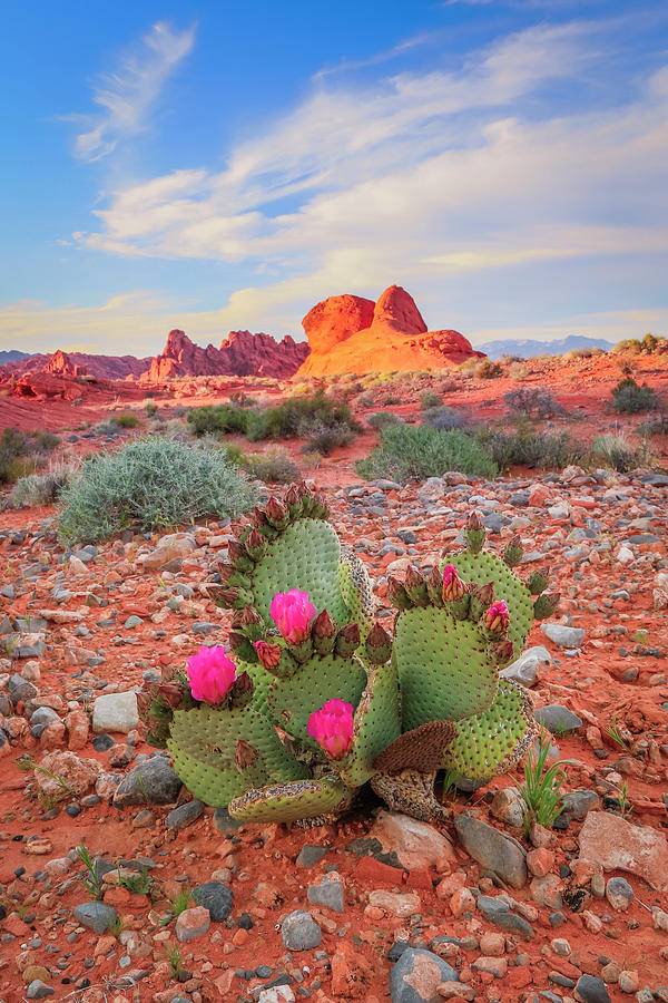 Spring Photograph - Desert Cactus Flower by Wasatch Light