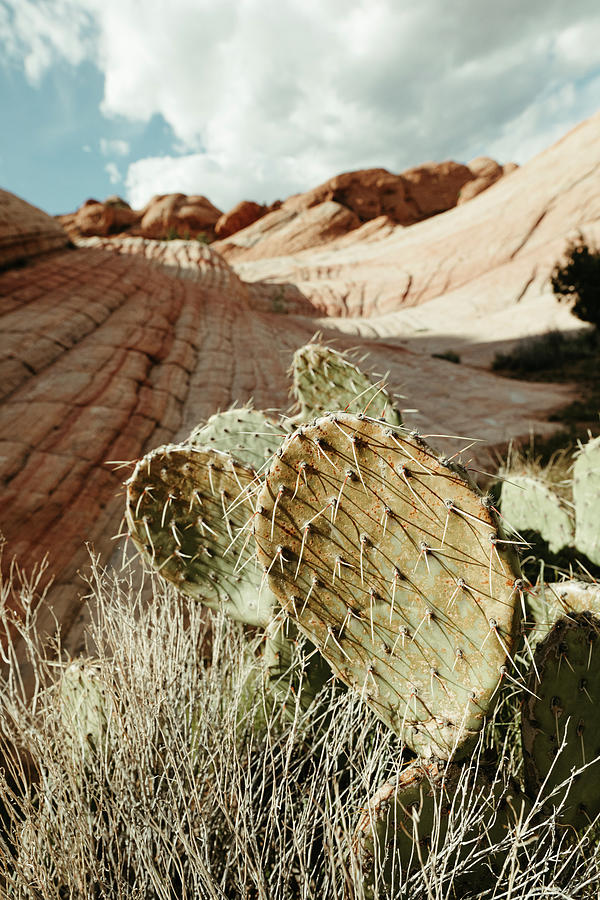 Desert Cactus Grows Amongst Petrified Sand Dunes Of Utah Desert Land Photograph by Cavan Images Desert Cactus Grows Amongst Petrified Sand Dunes Of Utah Desert Land Photograph by Cavan Images
