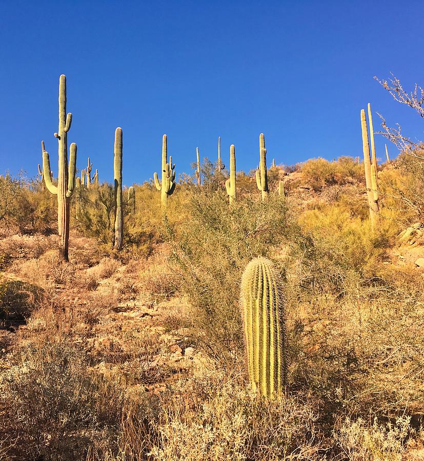 Desert Cactus  Photograph by Jerry Abbott