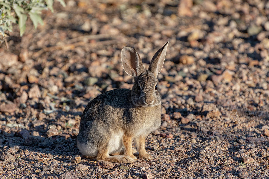 Desert Cottontail 3 by Douglas Killourie Desert Cottontail 3 by Douglas Killourie
