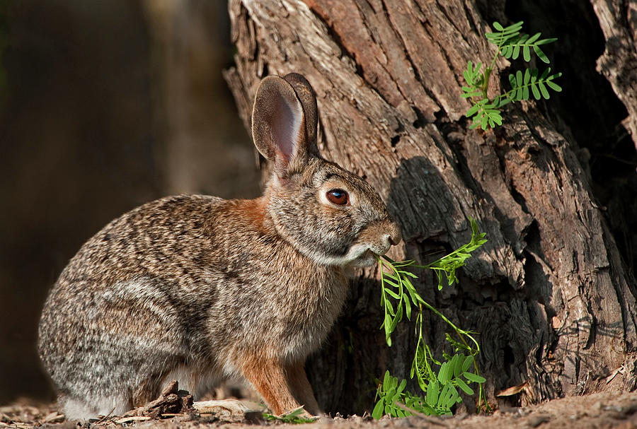 Desert Cottontail Rabbit Eating Plant by Danita Delimont