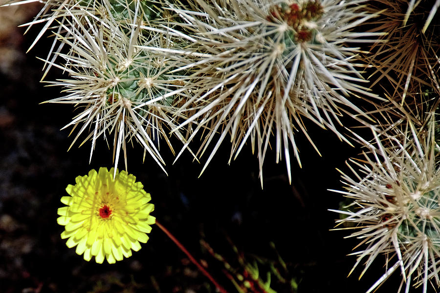 Desert Dandelion under a Silver Cholla Cactus in Joshua Tree National Park, California  Photograph by Ruth Hager