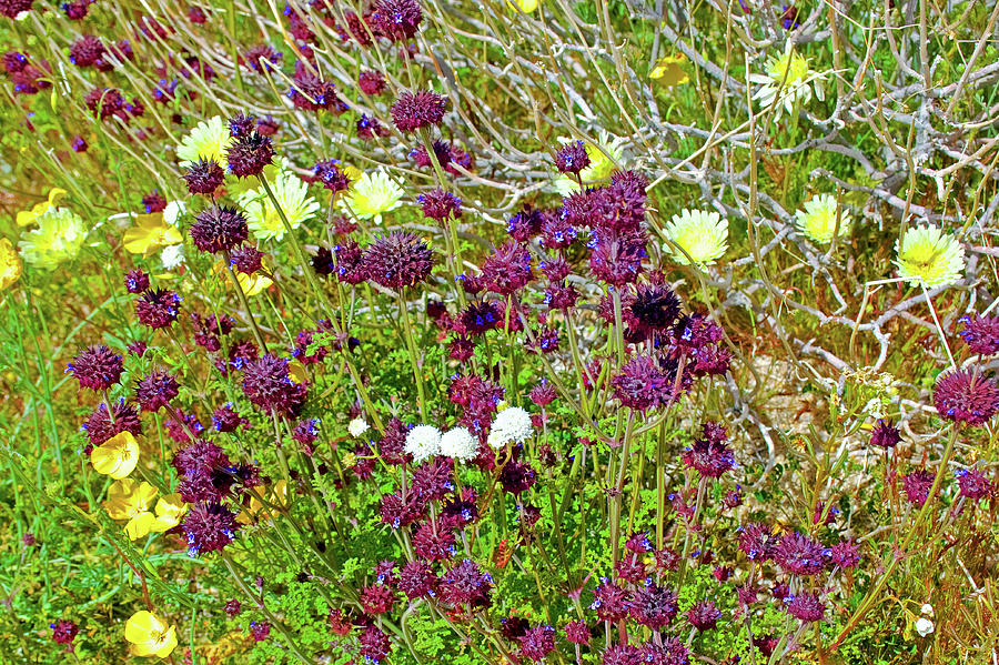 Desert Dandelions, Golden Poppies, Chia, Pin Cushion in Joshua Tree ...