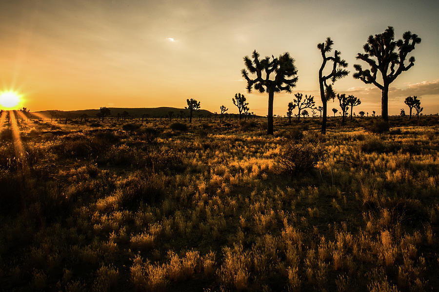 Desert Dawn 4 by Ryan Weddle Desert Dawn 4 by Ryan Weddle