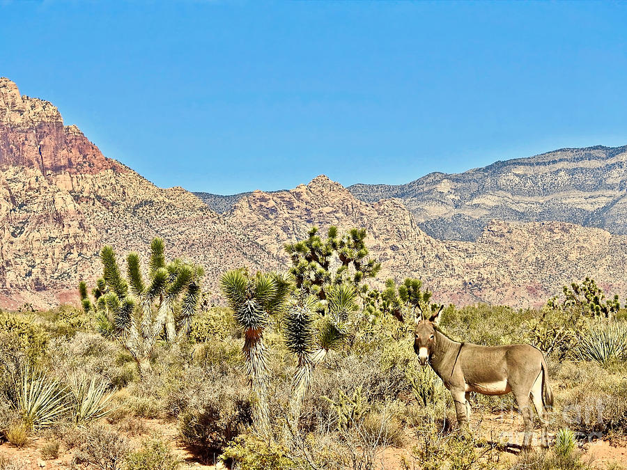 Desert Donkey Photograph by Beth Myer Photography