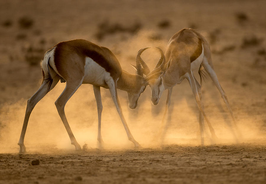 Desert Duel Photograph by Jaco Marx
