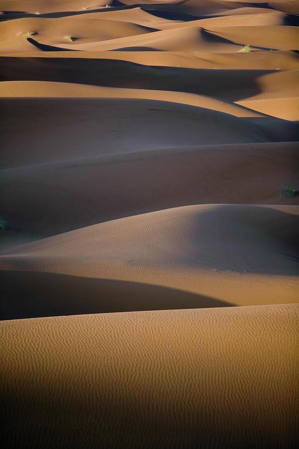 Desert Dunes In Evening Light Photograph by Roine Magnusson