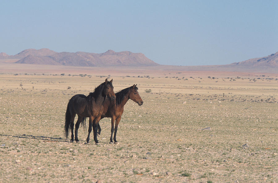 Desert Dwelling Horses, Namibia Photograph by David Hosking