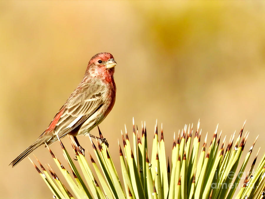 Desert Finch Perching Photograph by Beth Myer Photography