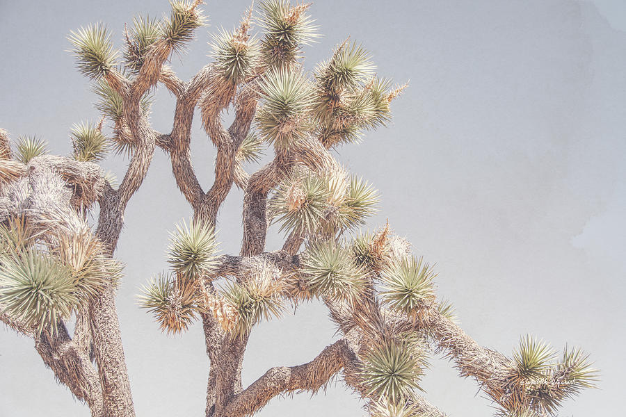 Tree Photograph - Desert Floral I by Elizabeth Urquhart