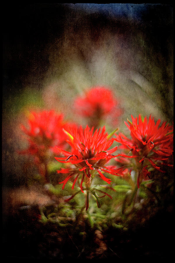 Flower Photograph - Desert Flower 1 by Lightboxjournal