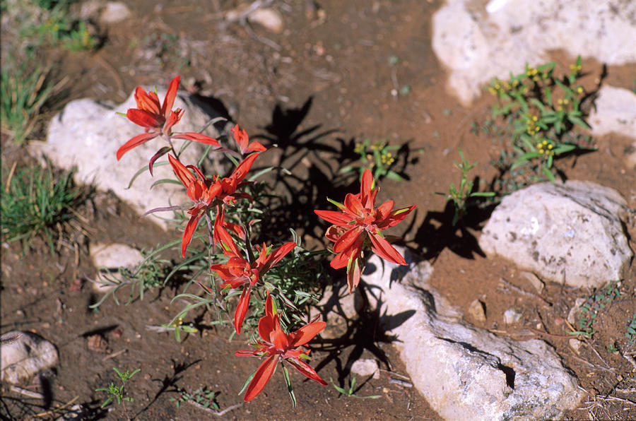 Flower Photograph - Desert Flower 1 by Robert K. Jones