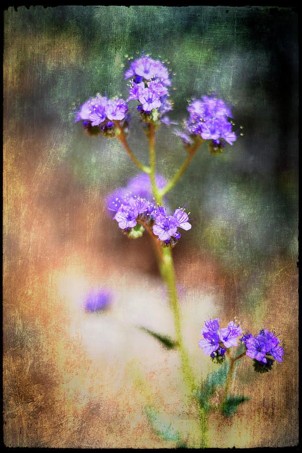 Flower Photograph - Desert Flower 2 by Lightboxjournal
