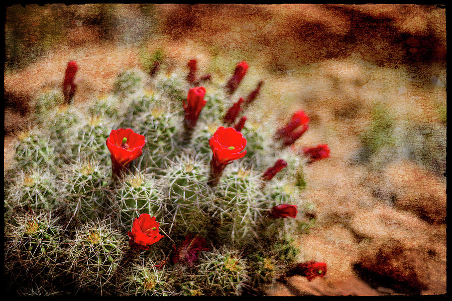 Flower Photograph - Desert Flower 3 by Lightboxjournal