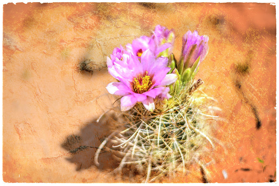 Flower Photograph - Desert Flower 4 by Lightboxjournal