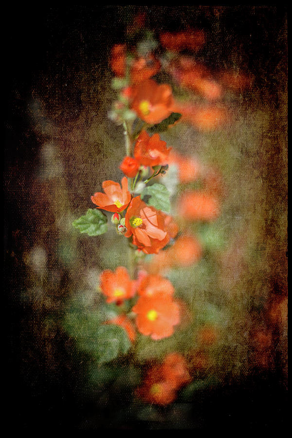 Flower Photograph - Desert Flower 5 by Lightboxjournal