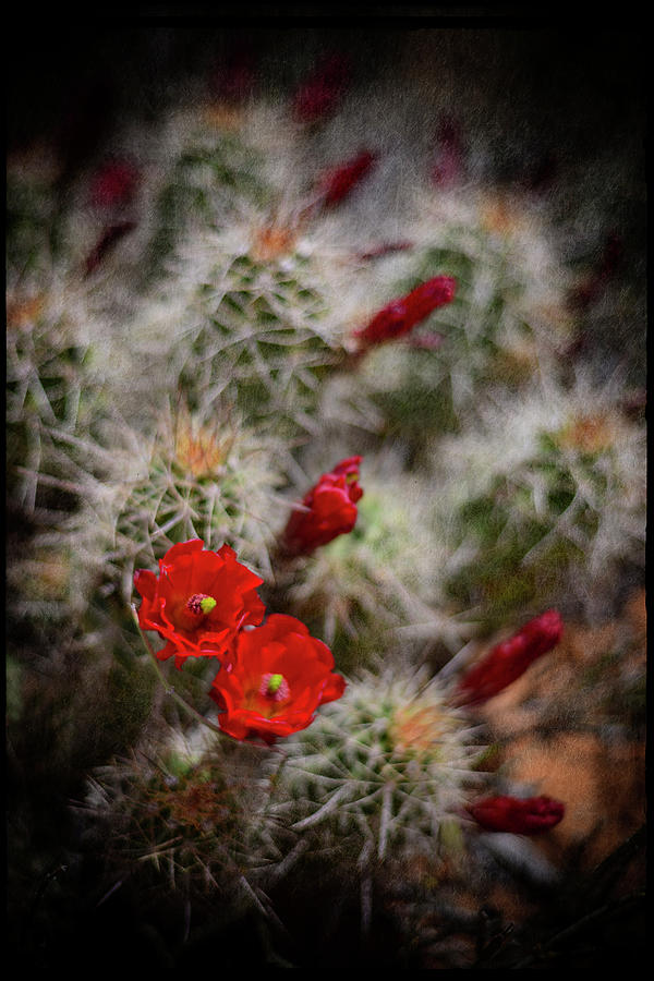 Flower Photograph - Desert Flower 6 by Lightboxjournal