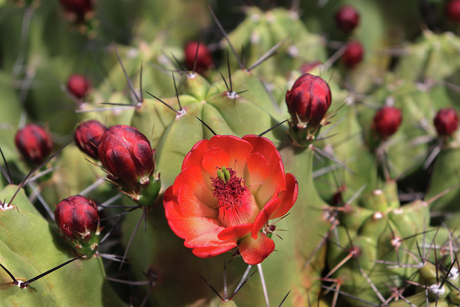 Desert Flowering Cactus Photograph by David T Wilkinson
