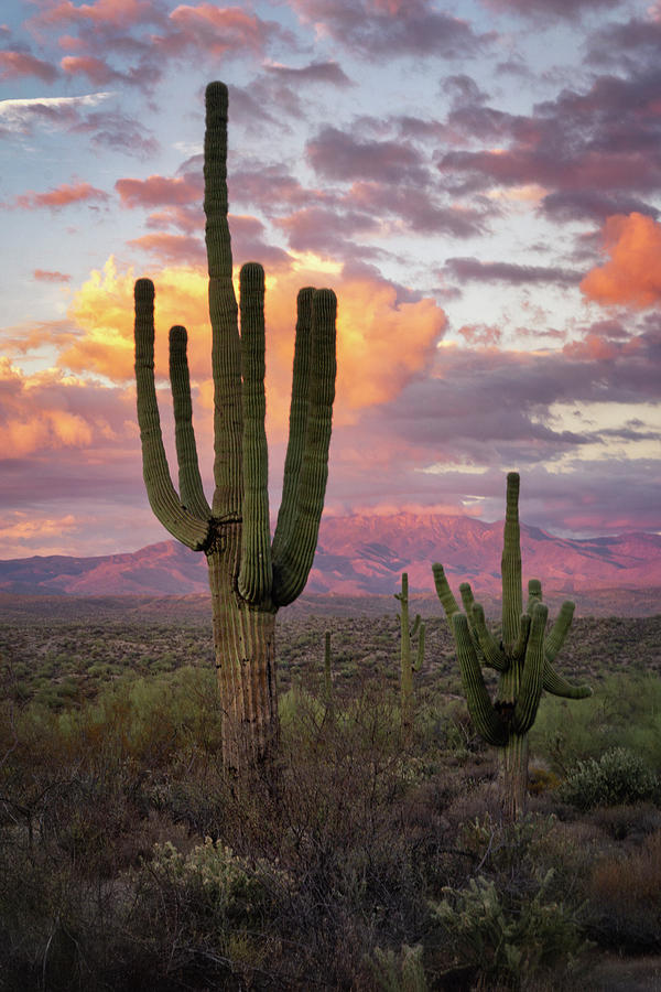 Desert Foothills Sunset  Photograph by Saija Lehtonen
