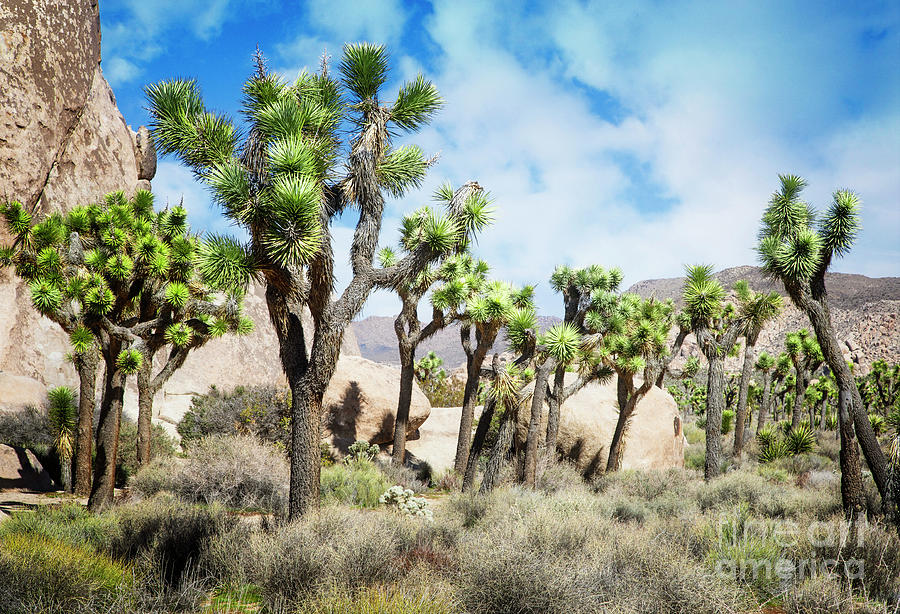 Desert Forest by Scott Kemper Desert Forest by Scott Kemper
