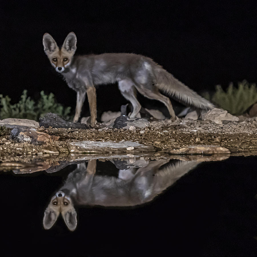 Desert Fox Photograph by Boris Lichtman