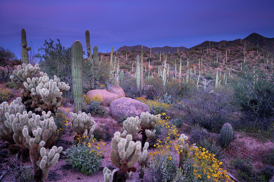 Desert Garden Photograph by Ericfoltz