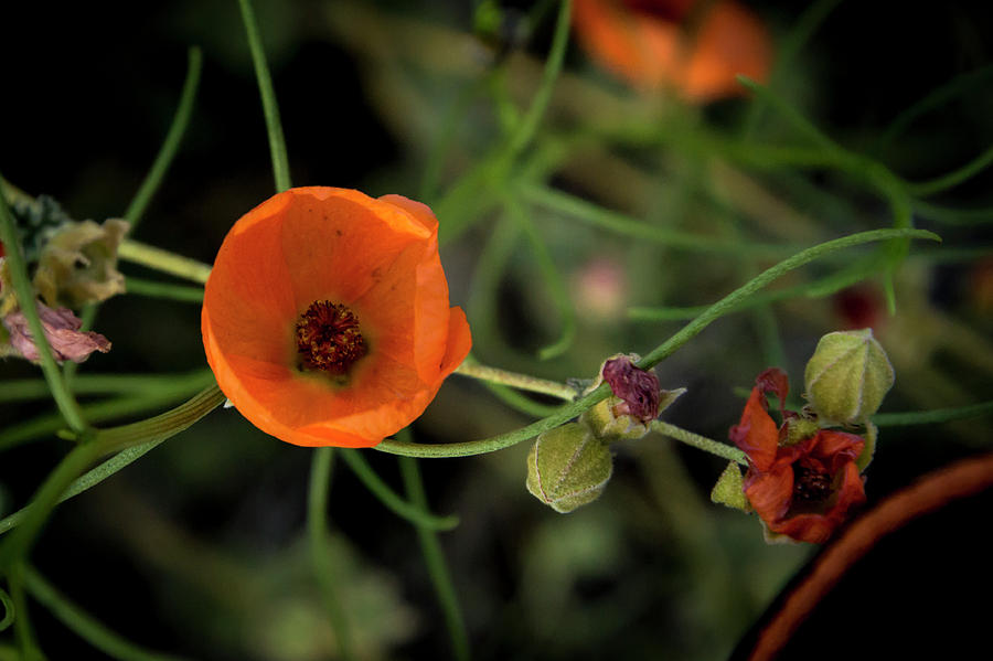 Desert Gobemallow  Flower Photograph by Donald Pash