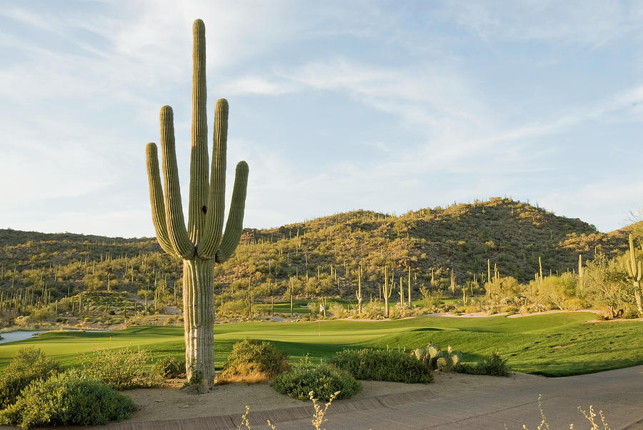 Desert Golf Course Sunset, Saguaro Photograph by Bcwh
