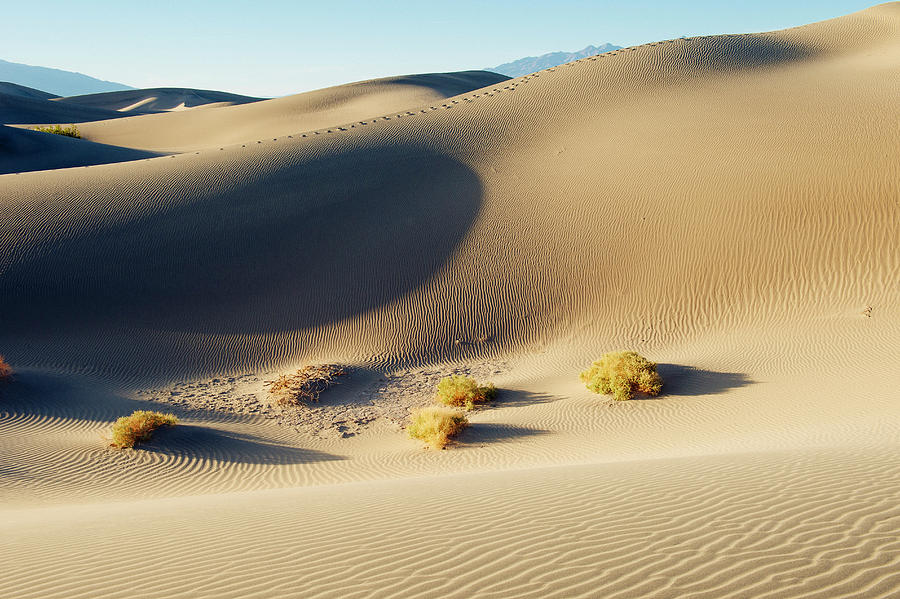 Death Valley National Park Digital Art - Desert Grass And Sand Dunes, Death Valley, California, Usa by Pete Saloutos