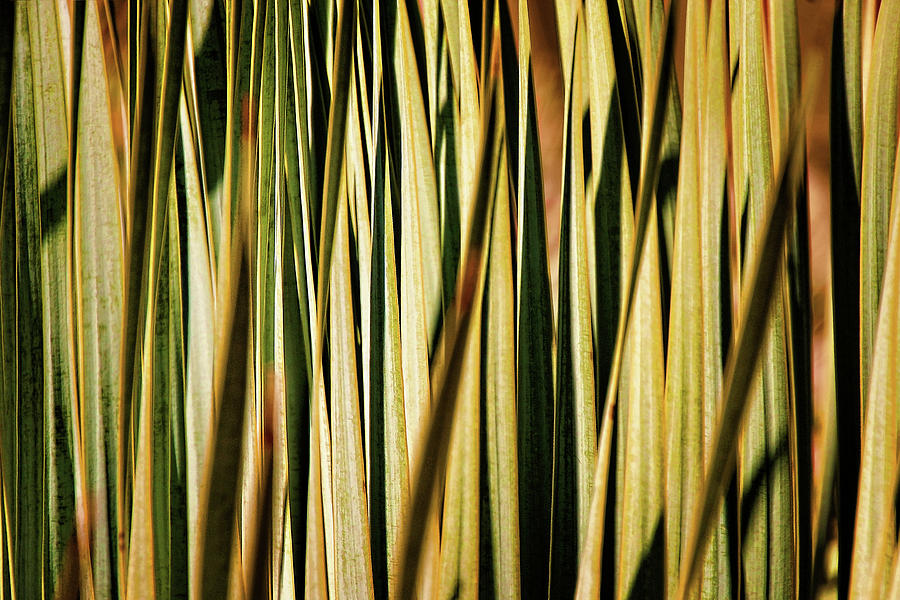 Desert Grasses I Photograph by Leda Robertson
