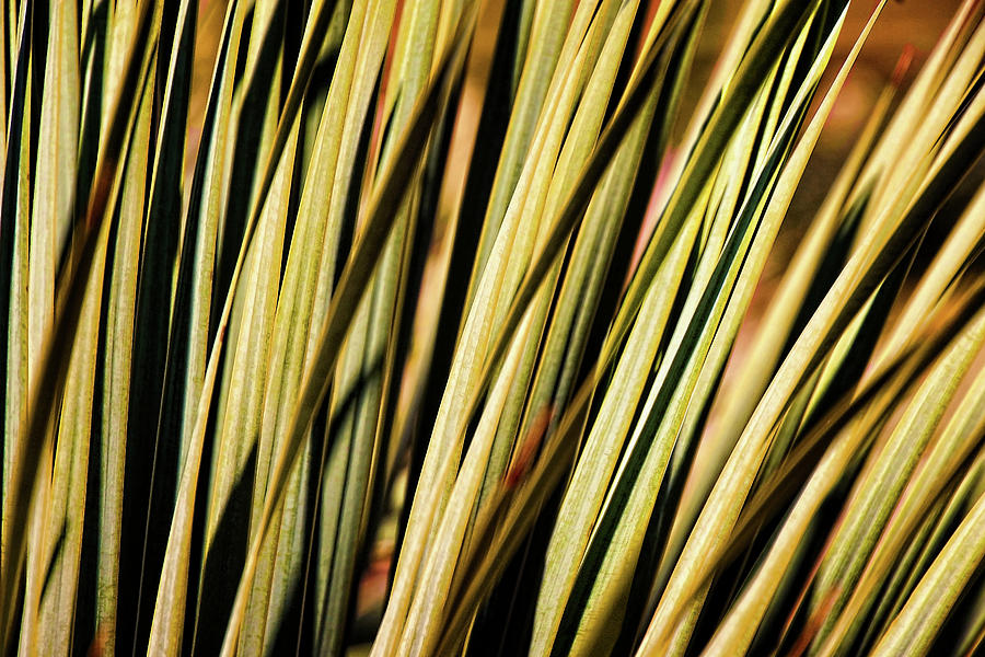 Desert Grasses II Photograph by Leda Robertson